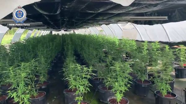 Young cannabis plants growing inside