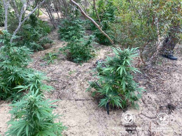 Cannabis plants found near Adelaide