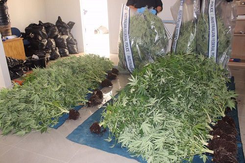 Seized cannabis sitting ready to be destroyed