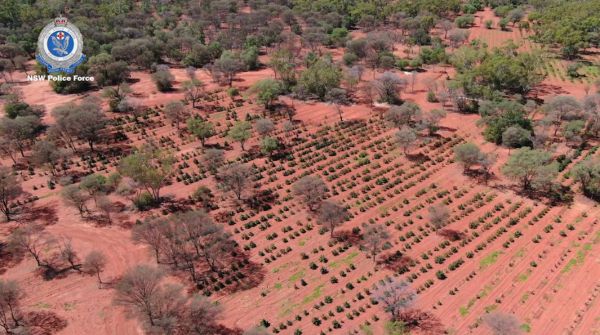 Aerial view of outdoor cannabis cultivation in Australia