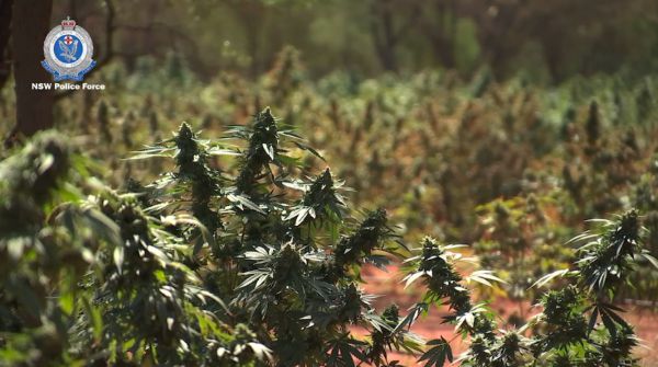 Cannabis growing outdoors in Tindarey New South Wales