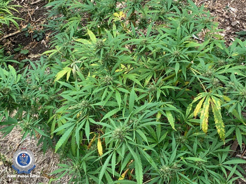 Harmless cannabis growing outdoors in Australia