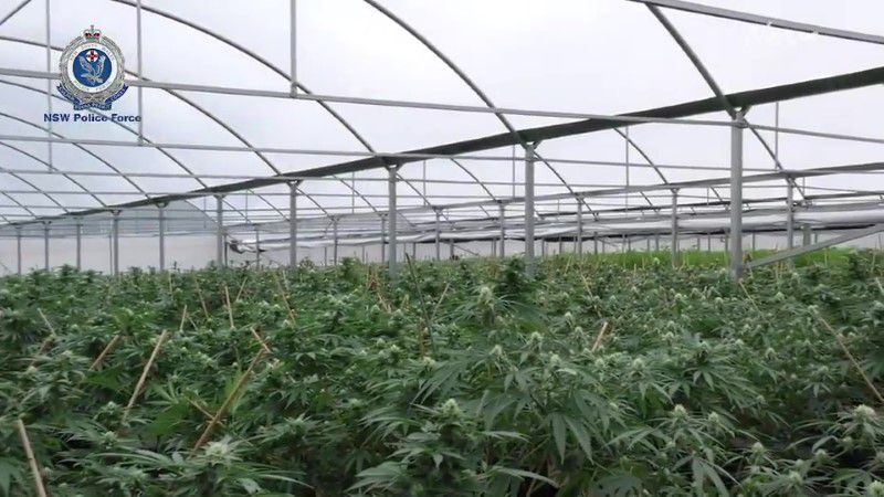 Thousands of cannabis plants will be destroyed