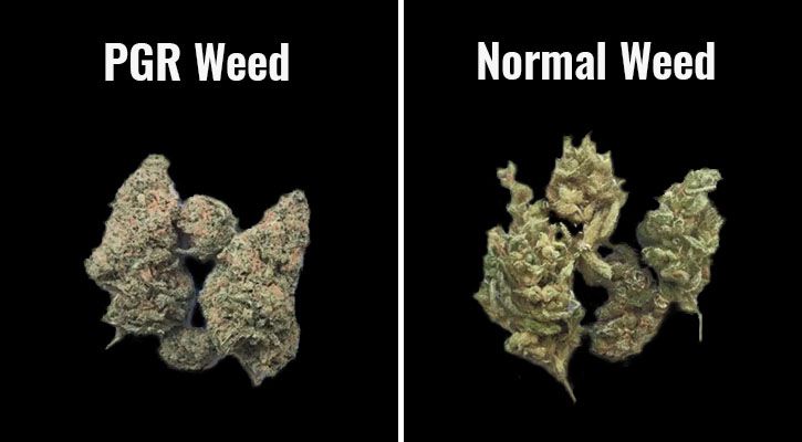 Difference between PGR cannabis and normal cannabis 1