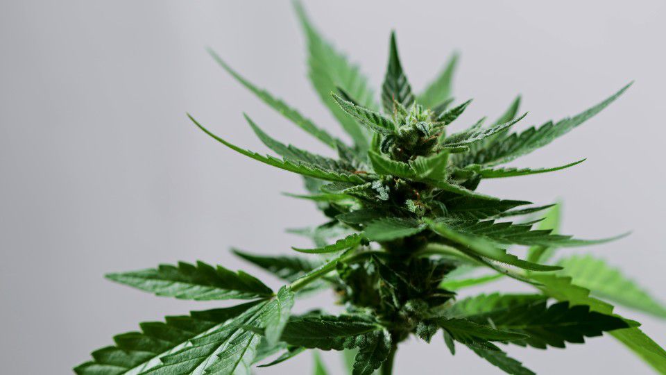 An innnocent looking cannabis plant
