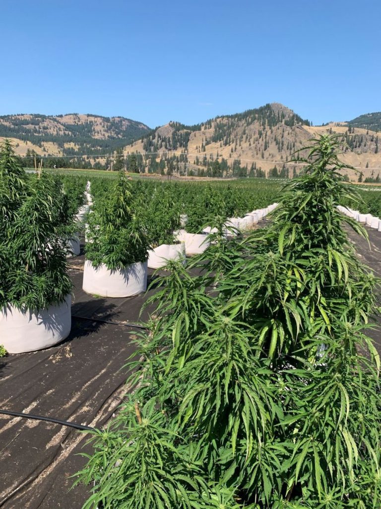 Cannabis growing in SpeakEasys outdoor facility