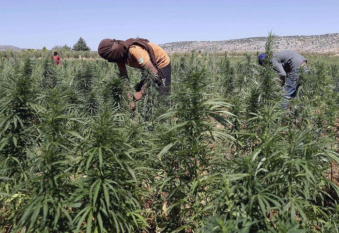 Cannabis growing in Lebanons Bekka Valley