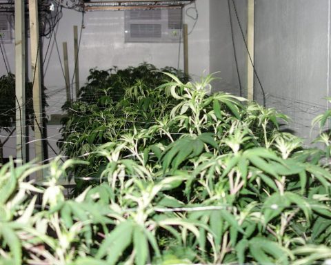 Illegally grown cannabis in Queensland