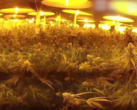 Queensland police on a recent cannabis raid