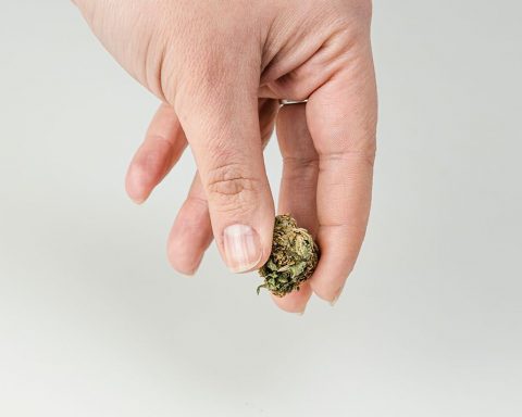 Person holding a cannabis bud