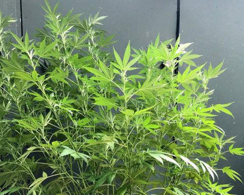 Single cannabis plant outside