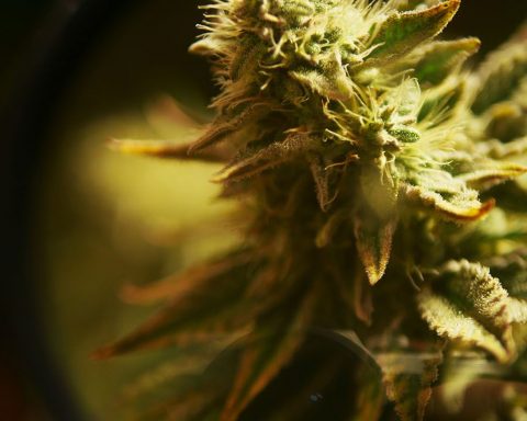 Close up of a cannabis flower