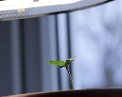 Young cannabis plant under a light