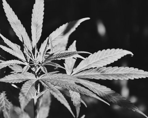 Cannabis leaf in black and white