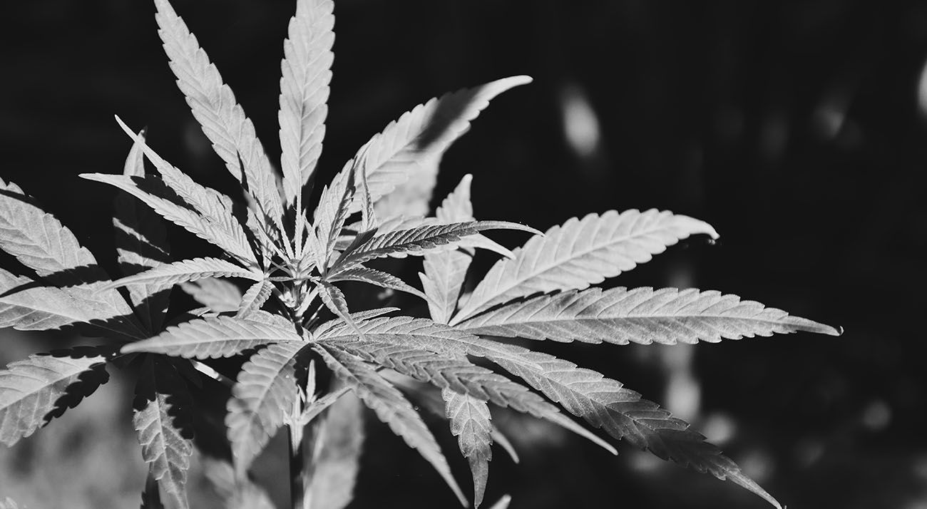 Cannabis leaf in black and white
