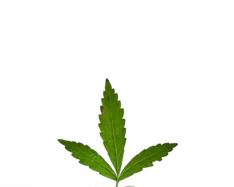 Cannabis leaf on a white background