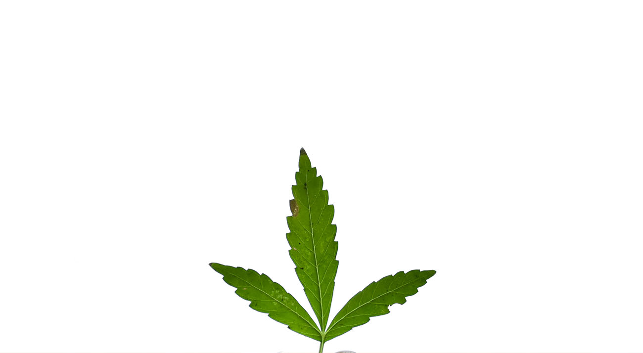 Cannabis leaf on a white background