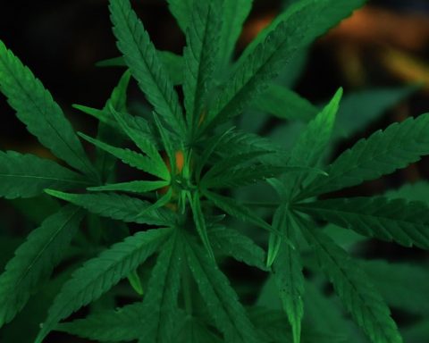 Dark green cannabis leaves