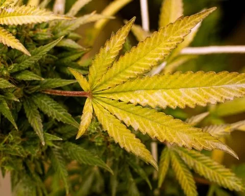 Mixed colours of cannabis leaves
