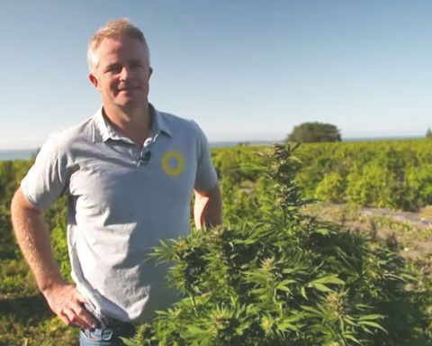 New Zealand medical cannabis company farmer