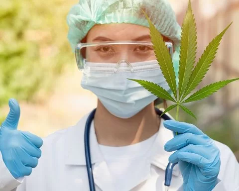 Scientist researching cannabis leaves