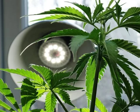 Shining a light on cannabis plant