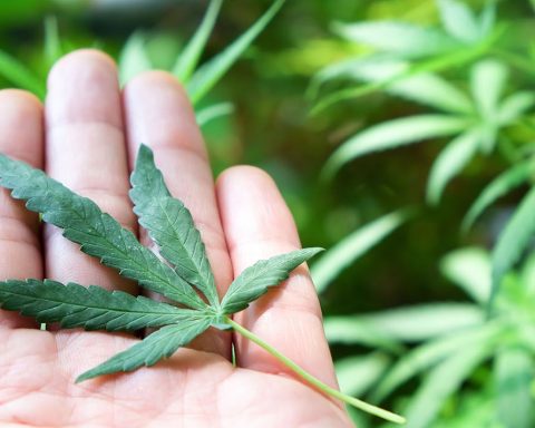 Small cannabis leaf in a hand