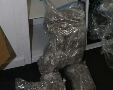 Stacks of cannabis in an illegal grow house in Australia