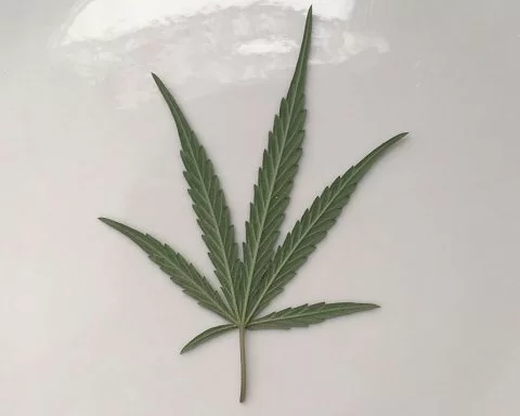 cannabis leaf on a white plate