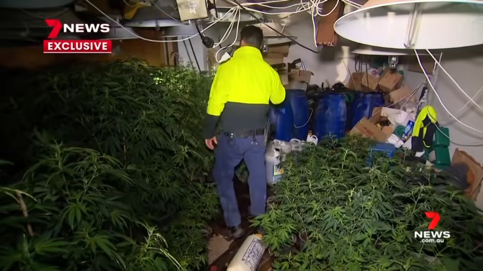 Police inspecting the cannabis