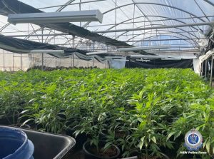 Inside the cannabis greenhouse