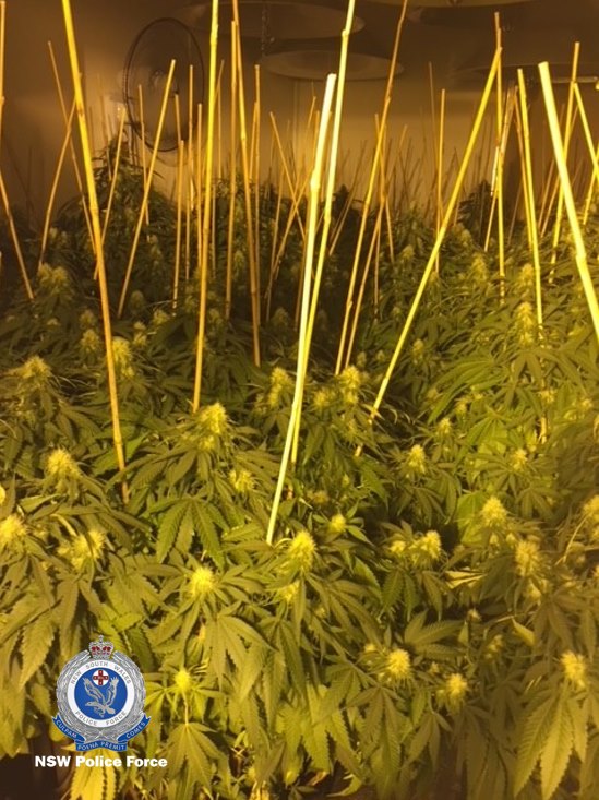 Illegal indoor cultivation of cannabis in Australia